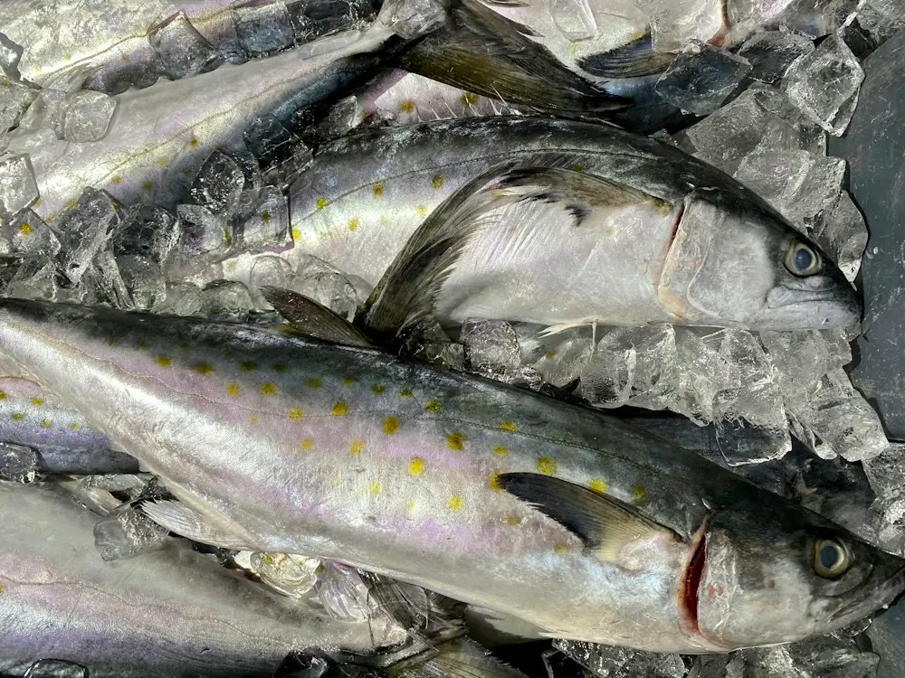 Ikan segar di atas es batu